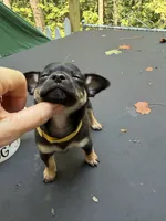 Jacob , a male Chihuahua for sale in Acworth, GA – 2 of 4