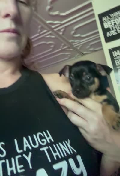 Tia , a female Chihuahua for sale in Acworth, GA – 5 of 6