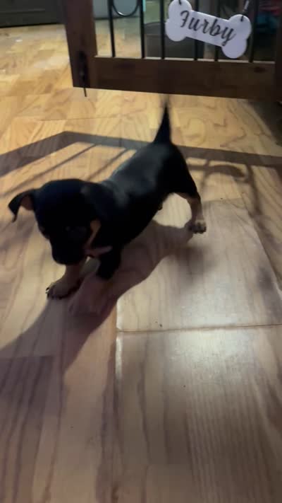 Tia , a female Chihuahua for sale in Acworth, GA – 6 of 6