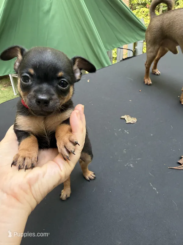 Justin  – Chihuahua puppy for sale in Acworth, GA