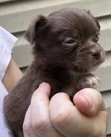 CKC Chino , a female Chihuahua for sale in Acworth, GA – 8 of 8