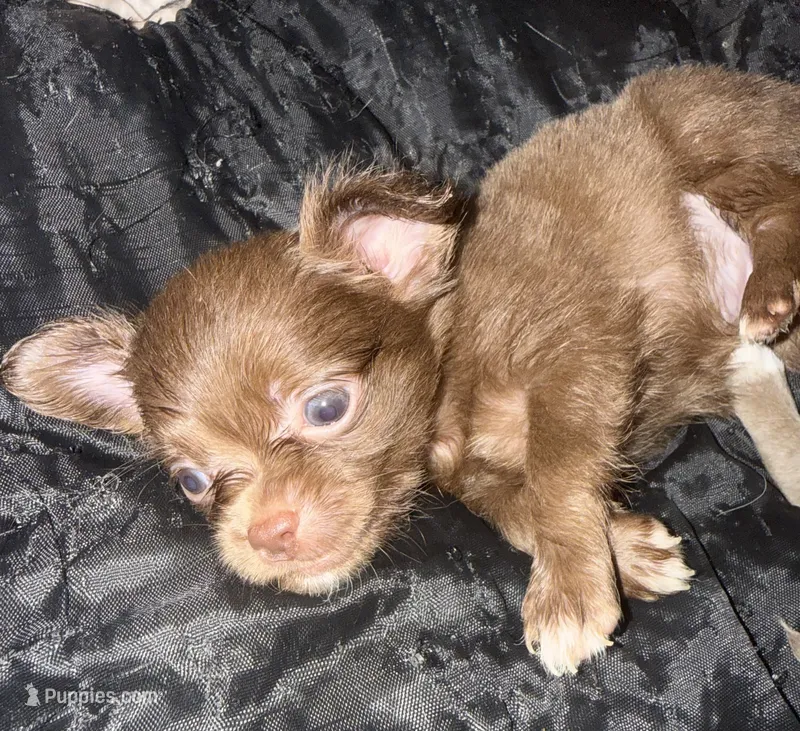 CKC Chino  – Chihuahua puppy for sale in Acworth, GA