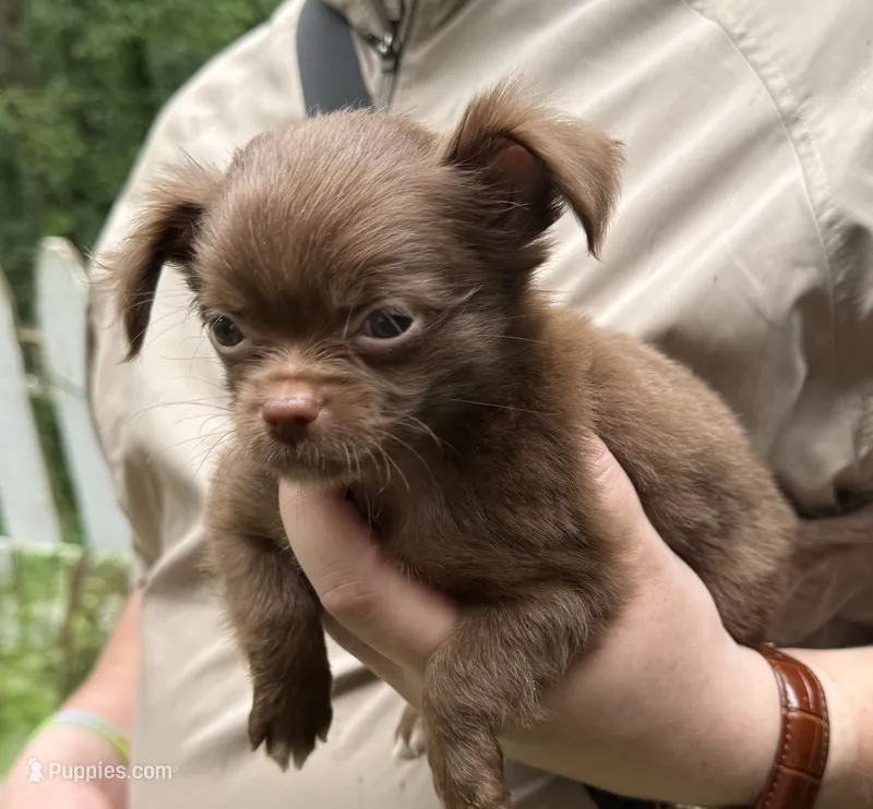 Fluffy  – Chihuahua puppy for sale in Acworth, GA