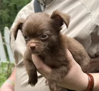 Fluffy , a male Chihuahua for sale in Acworth, GA – 1 of 6
