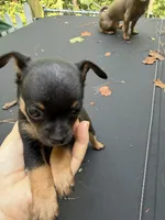 Justin , a male Chihuahua for sale in Acworth, GA – 2 of 6