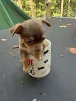 CKC Chico , a male Chihuahua for sale in Acworth, GA – 2 of 6