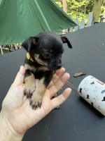 Jacob , a male Chihuahua for sale in Acworth, GA – 1 of 4