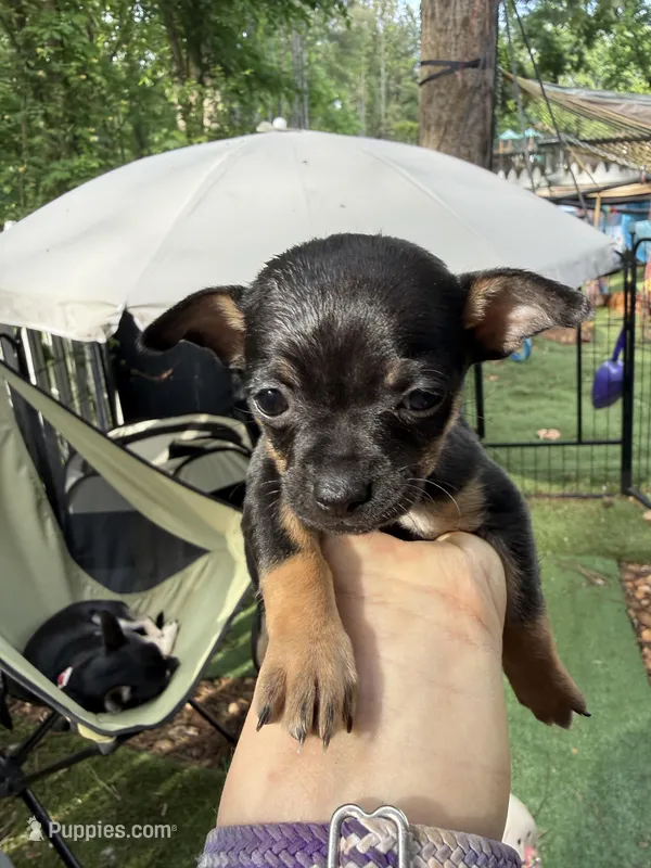 CKC MIA teacup  – Chihuahua puppy for sale in Acworth, GA