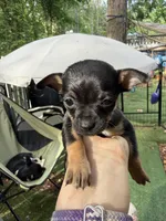 CKC MIA teacup , a female Chihuahua for sale in Acworth, GA – Photo 1 of 7