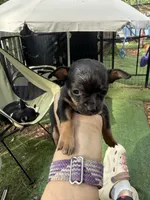 CKC MIA teacup , a female Chihuahua for sale in Acworth, GA – Photo 7 of 7