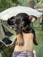 CKC MIA teacup , a female Chihuahua for sale in Acworth, GA – Photo 2 of 7