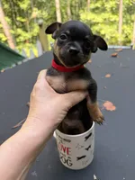 Justin , a male Chihuahua for sale in Acworth, GA – 5 of 6