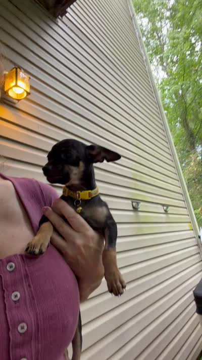 Jake , a male Chihuahua for sale in Acworth, GA – 7 of 7