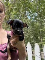 Tia , a female Chihuahua for sale in Acworth, GA – 2 of 7