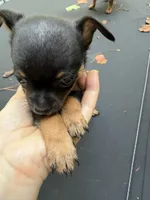 Justin , a male Chihuahua for sale in Acworth, GA – 4 of 6