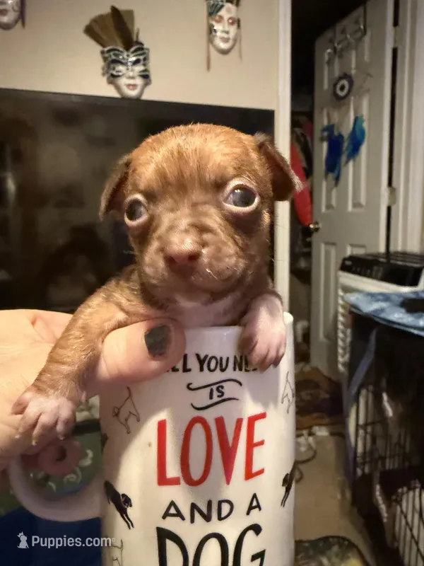 CKC Tony  – Chihuahua puppy for sale in Acworth, GA