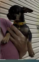 Jake , a male Chihuahua for sale in Acworth, GA – 2 of 7