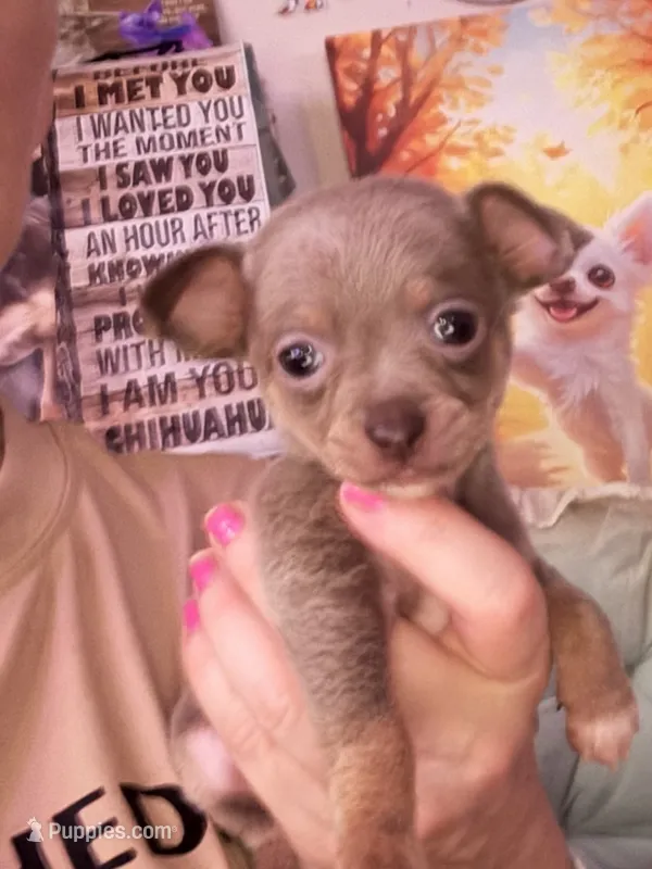 CKC Dora the explorer  – Chihuahua puppy for sale in Acworth, GA