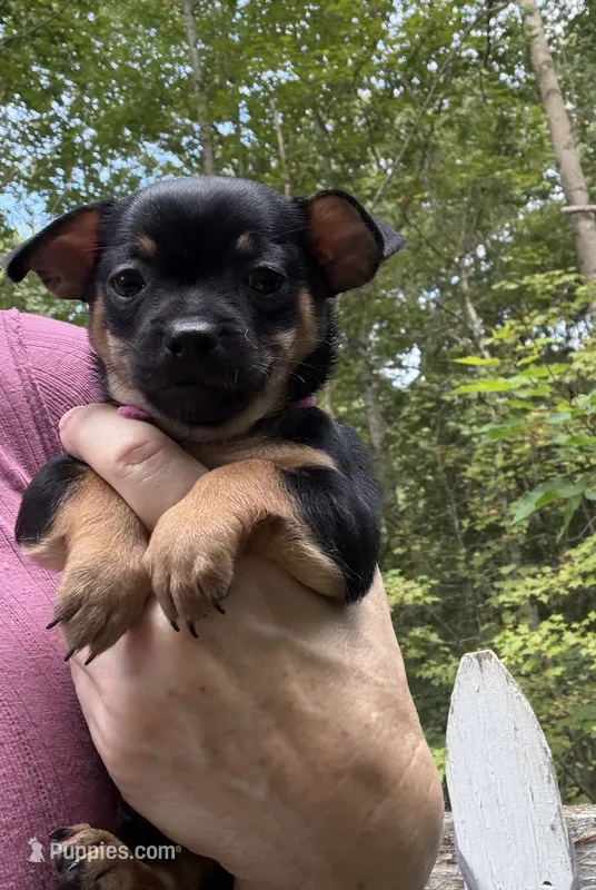Tia  – Chihuahua puppy for sale in Acworth, GA