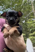 Tia , a female Chihuahua for sale in Acworth, GA – 1 of 7