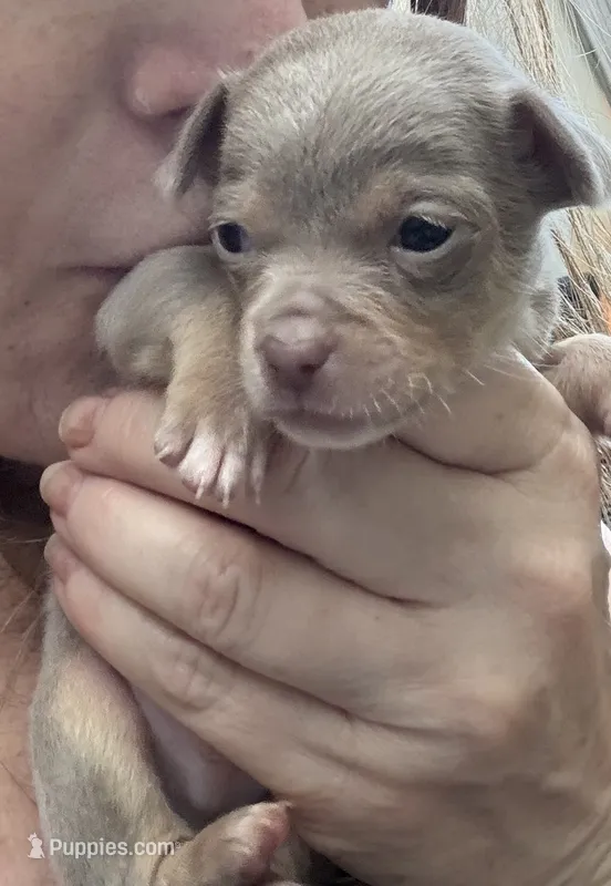 CKC  Tyler  – Chihuahua puppy for sale in Acworth, GA