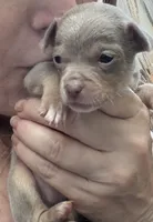 CKC  Tyler , a male Chihuahua for sale in Acworth, GA – 1 of 6