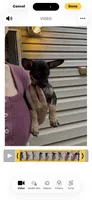 Jake , a male Chihuahua for sale in Acworth, GA – 6 of 7