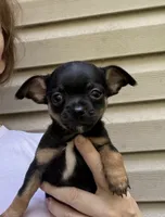Josh, a female Chihuahua for sale in Acworth, GA – 4 of 5