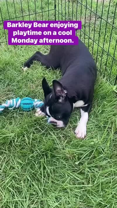 Barkley Bear, a male Boston Terrier for sale in Laurel, MS – 3 of 4