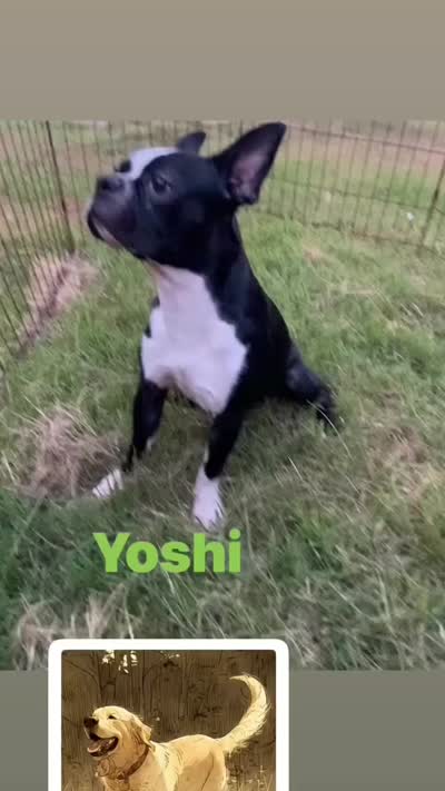 Yoshi  (neutered) , a male Boston Terrier for sale in Laurel, MS – 5 of 10