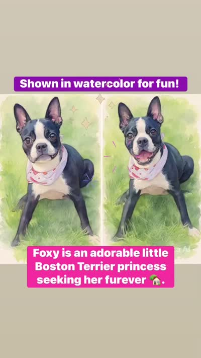 Foxy , a female Boston Terrier for sale in Laurel, MS – 5 of 5