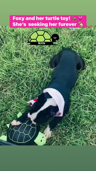 Foxy , a female Boston Terrier for sale in Laurel, MS – 2 of 5