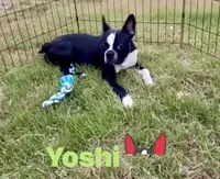 Yoshi  (neutered) , a male Boston Terrier for sale in Laurel, MS – 4 of 10
