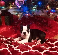 Ivy Jane, a female Boston Terrier for sale in Laurel, MS – Photo 2 of 2