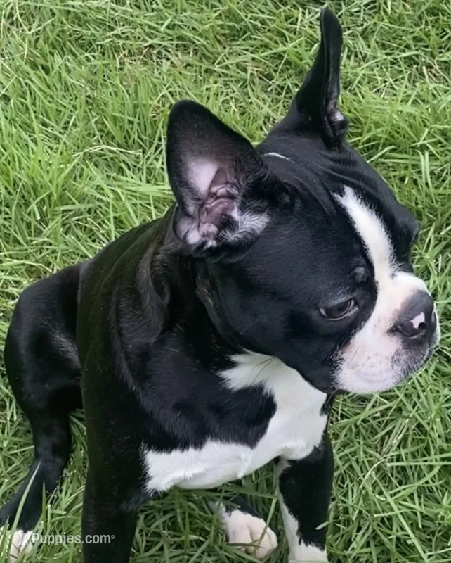 Barkley Bear – Boston Terrier puppy for sale in Laurel, MS