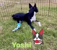 Yoshi  (neutered) , a male Boston Terrier for sale in Laurel, MS – 10 of 10