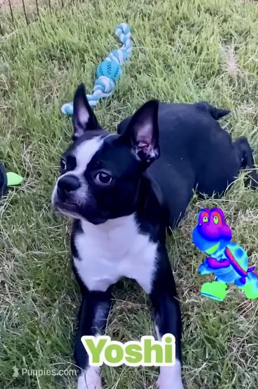 Yoshi  (neutered)  – Boston Terrier puppy for sale in Laurel, MS