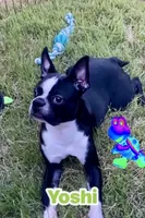 Yoshi  (neutered) , a male Boston Terrier for sale in Laurel, MS – 2 of 10