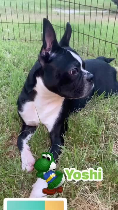 Yoshi  (neutered) , a male Boston Terrier for sale in Laurel, MS – 6 of 10