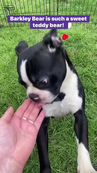 Barkley Bear, a male Boston Terrier for sale in Laurel, MS – 4 of 4