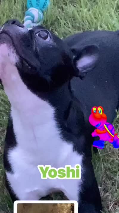 Yoshi  (neutered) , a male Boston Terrier for sale in Laurel, MS – 8 of 10
