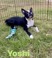 Yoshi  (neutered) , a male Boston Terrier for sale in Laurel, MS – 7 of 10