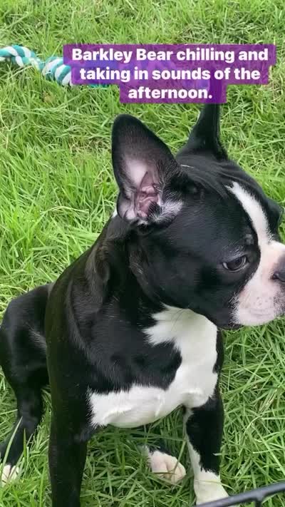 Barkley Bear, a male Boston Terrier for sale in Laurel, MS – 2 of 4