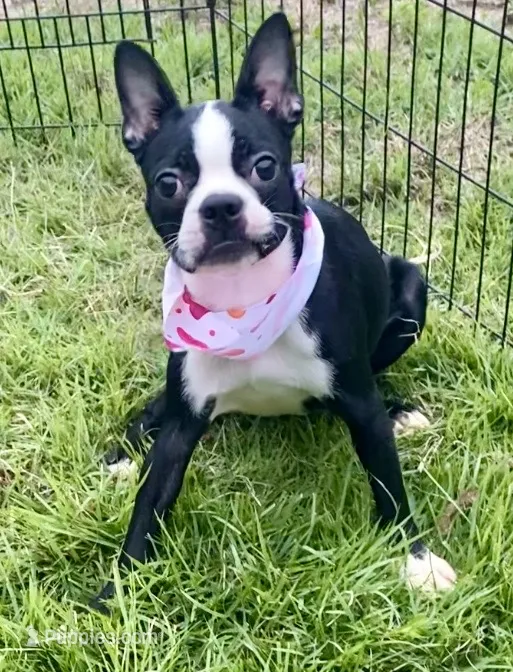 Foxy  – Boston Terrier puppy for sale in Laurel, MS