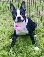 Foxy , a female Boston Terrier for sale in Laurel, MS – 1 of 5