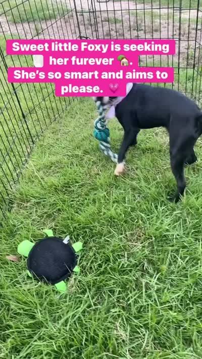 Foxy , a female Boston Terrier for sale in Laurel, MS – 3 of 5