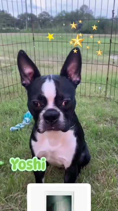 Yoshi  (neutered) , a male Boston Terrier for sale in Laurel, MS – 9 of 10