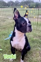 Yoshi  (neutered) , a male Boston Terrier for sale in Laurel, MS – 3 of 10