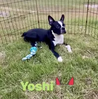 Yoshi  (neutered) , a male Boston Terrier for sale in Laurel, MS – 1 of 10