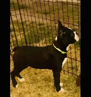 Barkley, a male Boston Terrier for sale in Laurel, MS – Photo 2 of 4